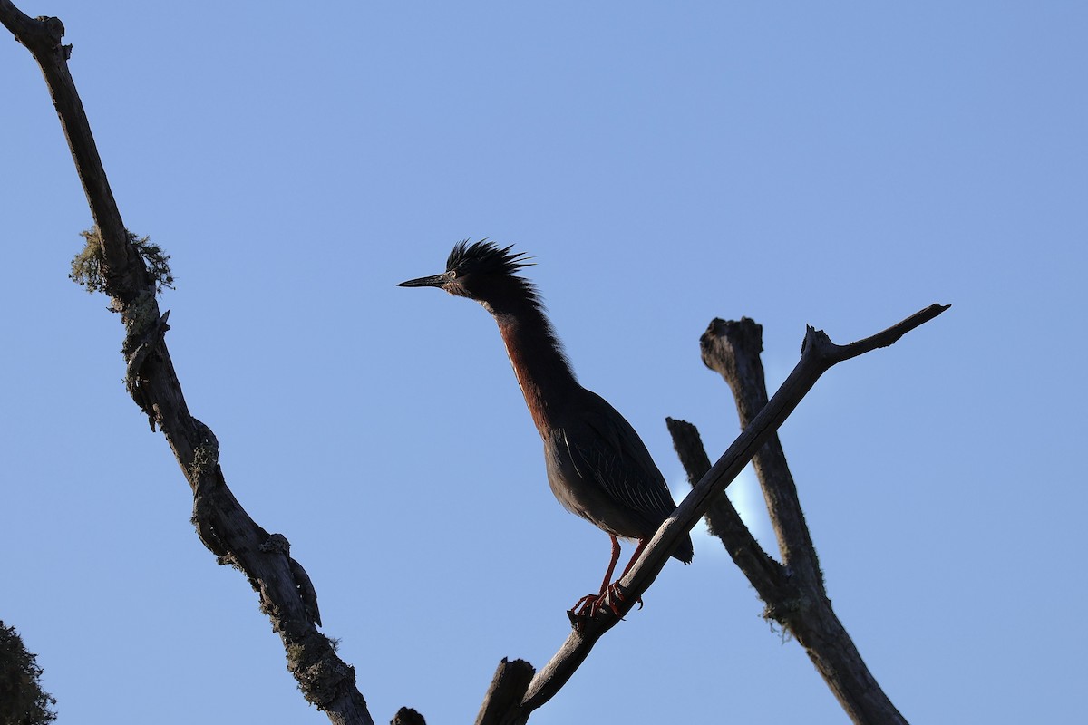 Green Heron - ML618058526