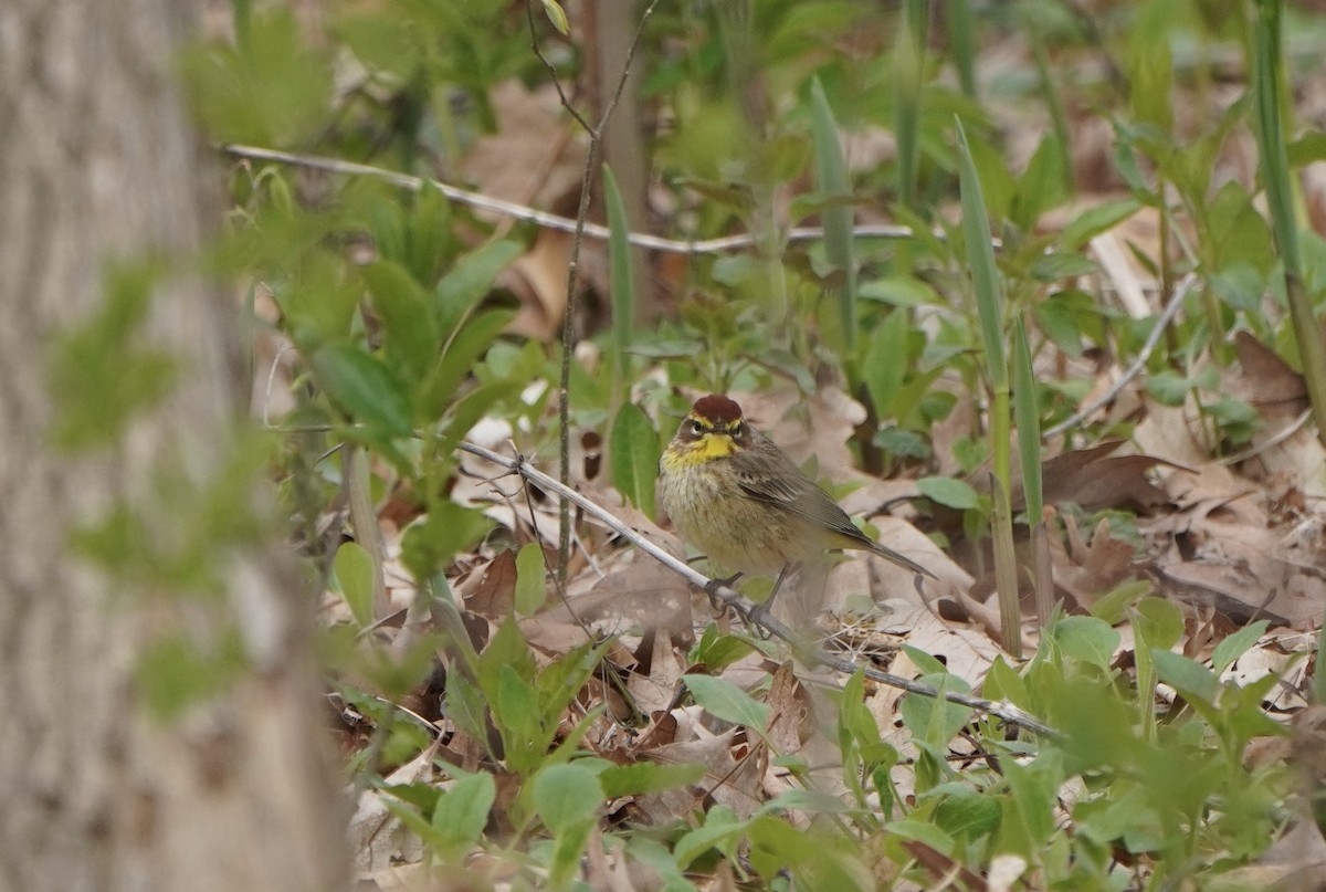 Palm Warbler - B. Love