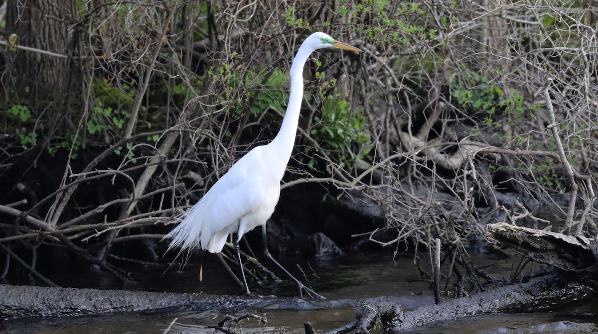 Great Egret - ML618058562