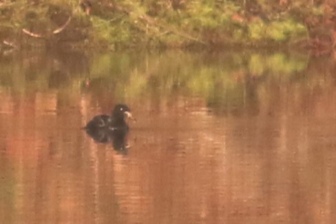 Surf Scoter - Jennifer Allison