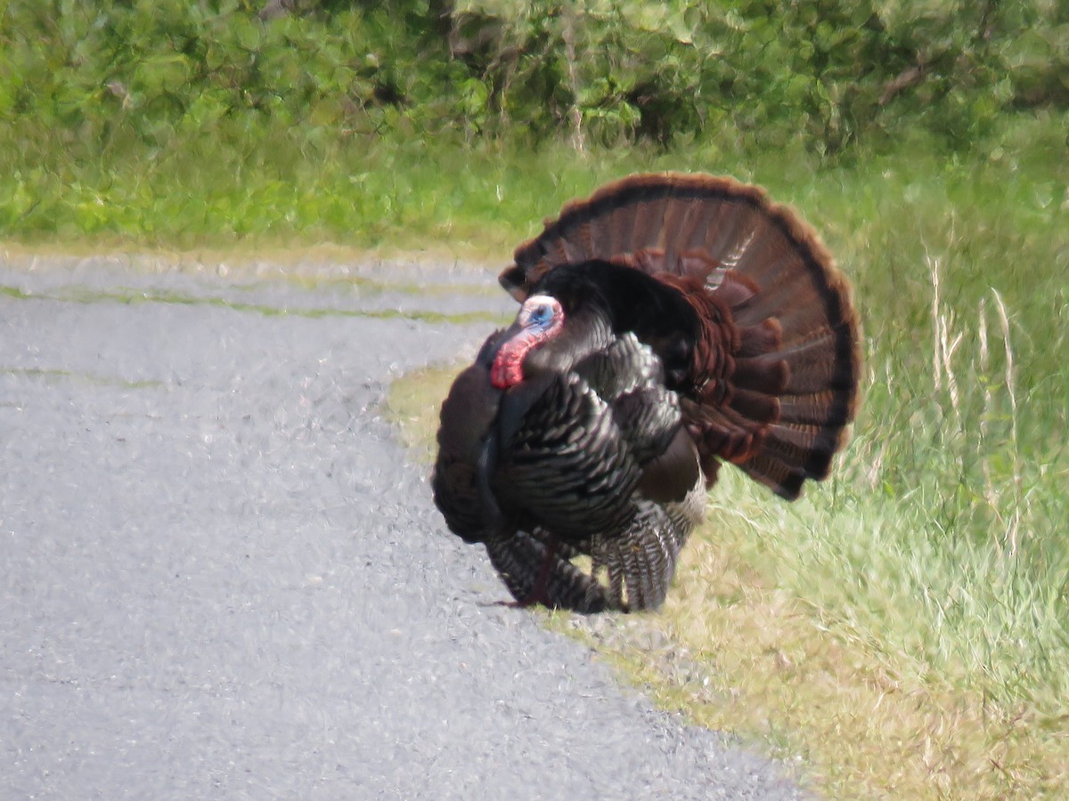 Wild Turkey - ML618058580