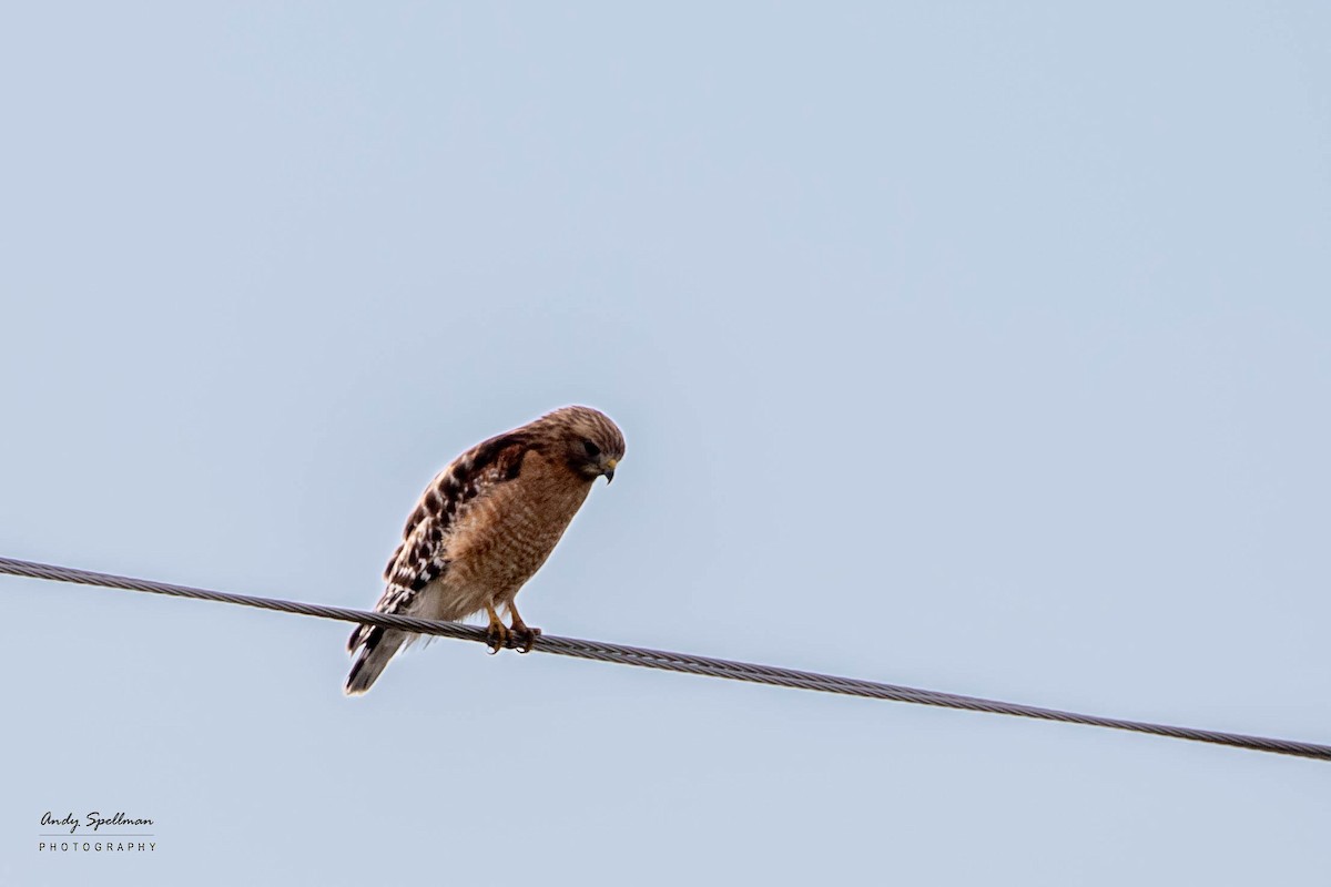 Red-shouldered Hawk - ML618058588