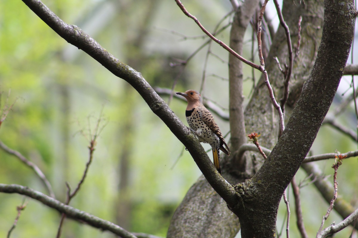 Northern Flicker - ML618058605