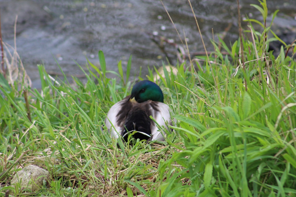 Canard colvert - ML618058631