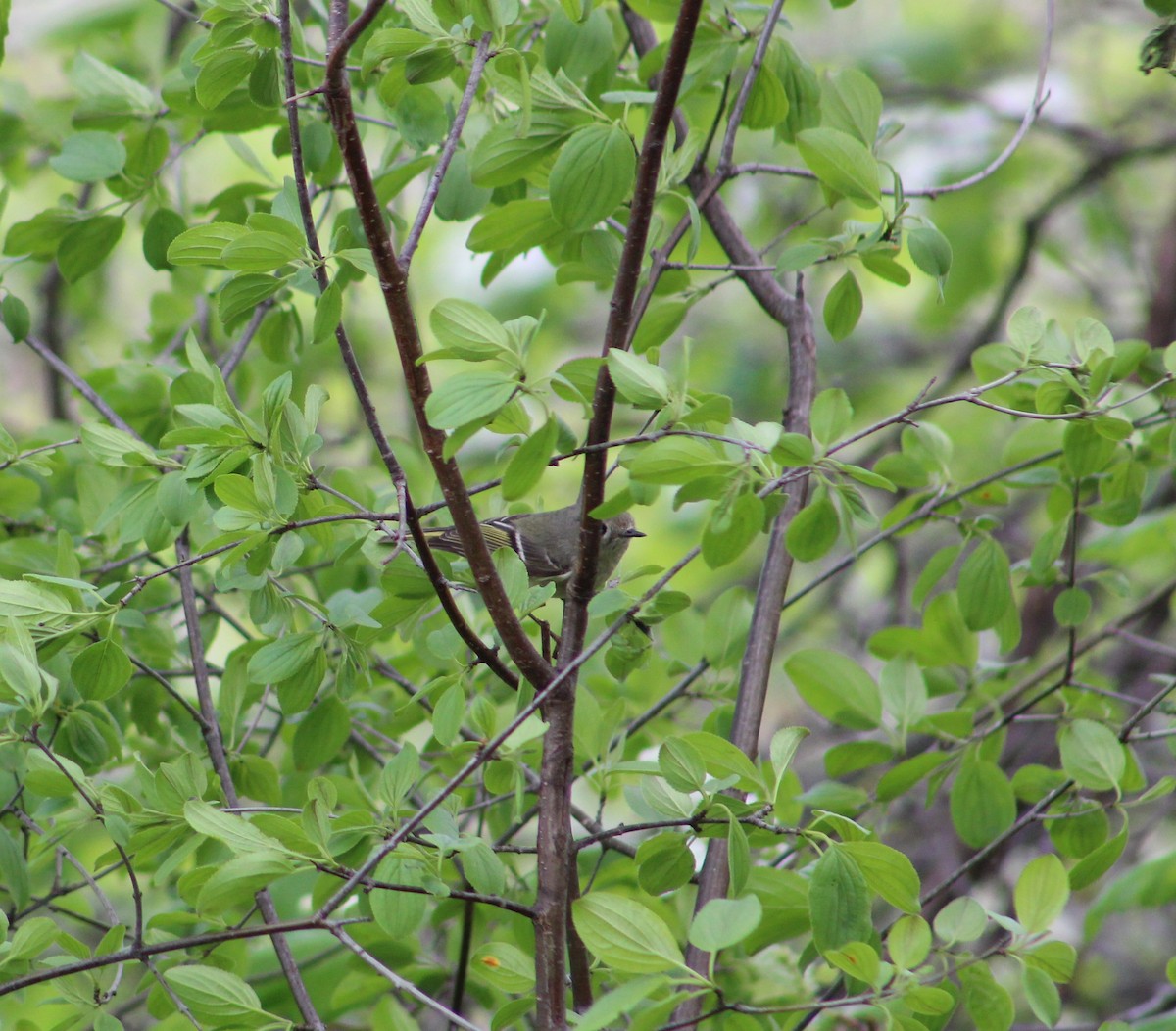 Ruby-crowned Kinglet - ML618058652