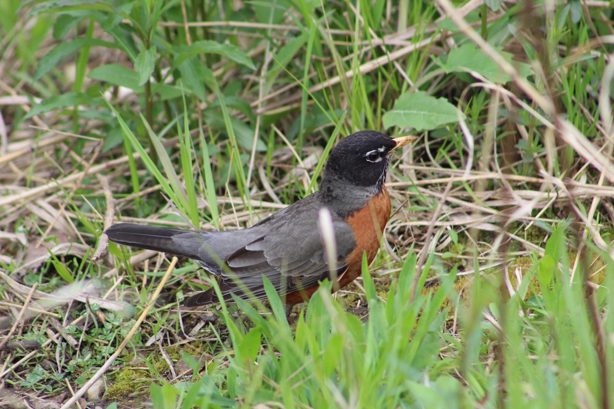 American Robin - ML618058656