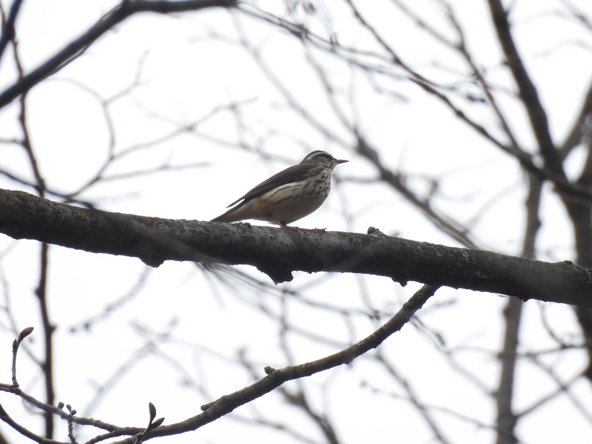 Louisiana Waterthrush - ML618058662