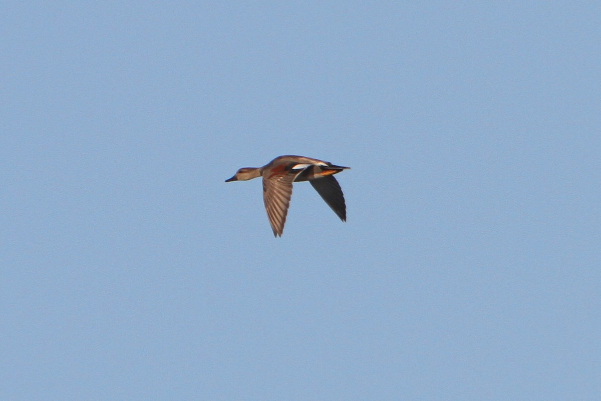 Gadwall - Gerard Proulx