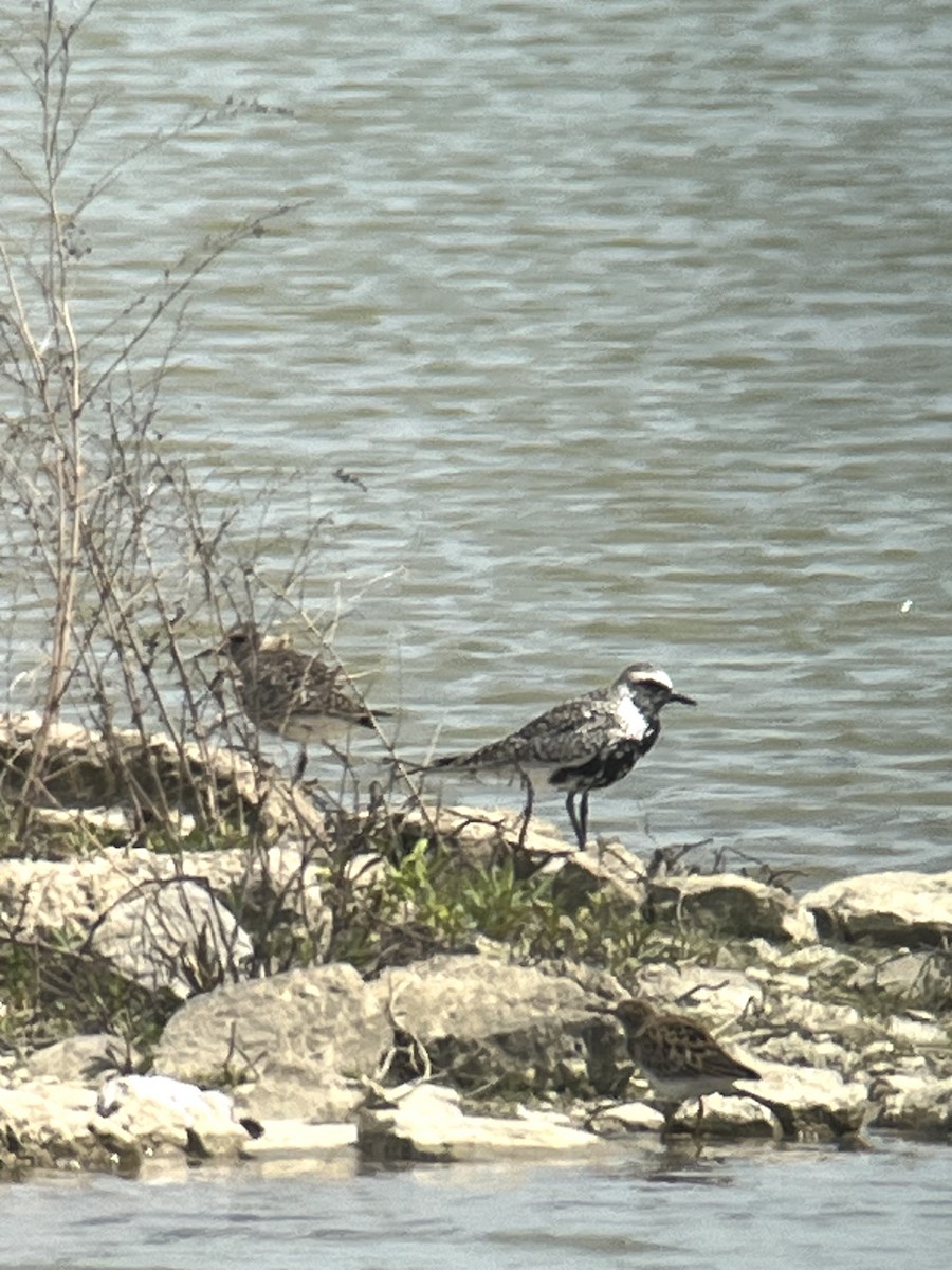 Black-bellied Plover - ML618058670