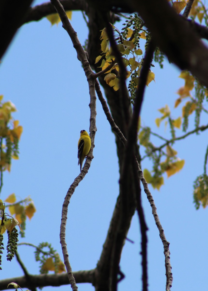 American Goldfinch - ML618058673