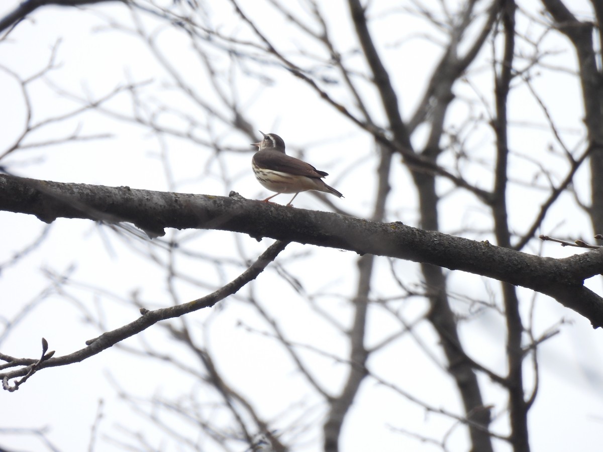 Louisiana Waterthrush - ML618058685