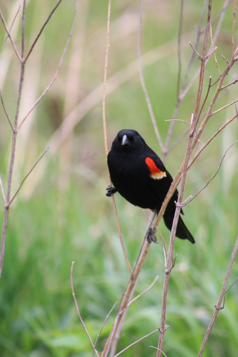 Red-winged Blackbird - ML618058701