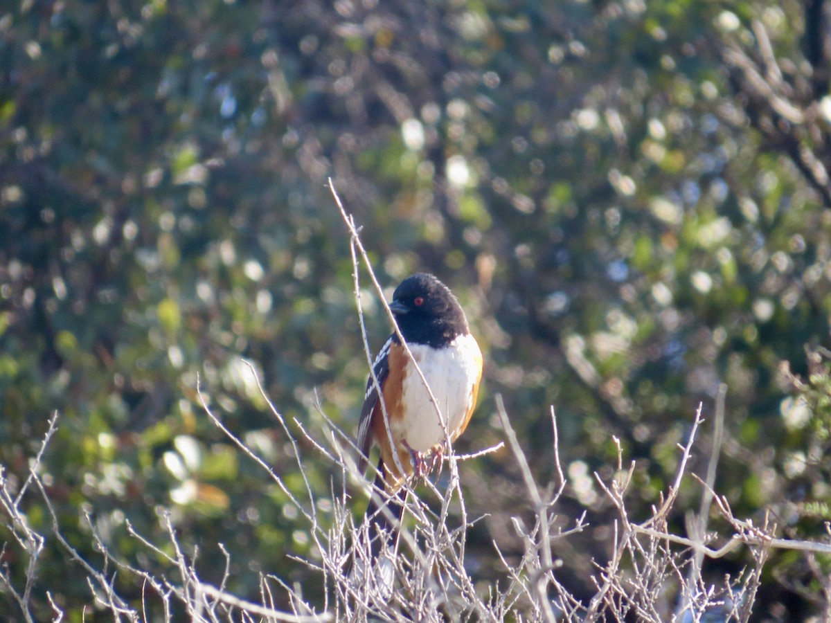 Spotted Towhee - ML618058703