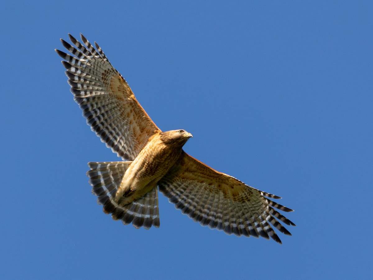 Red-shouldered Hawk - ML618058714