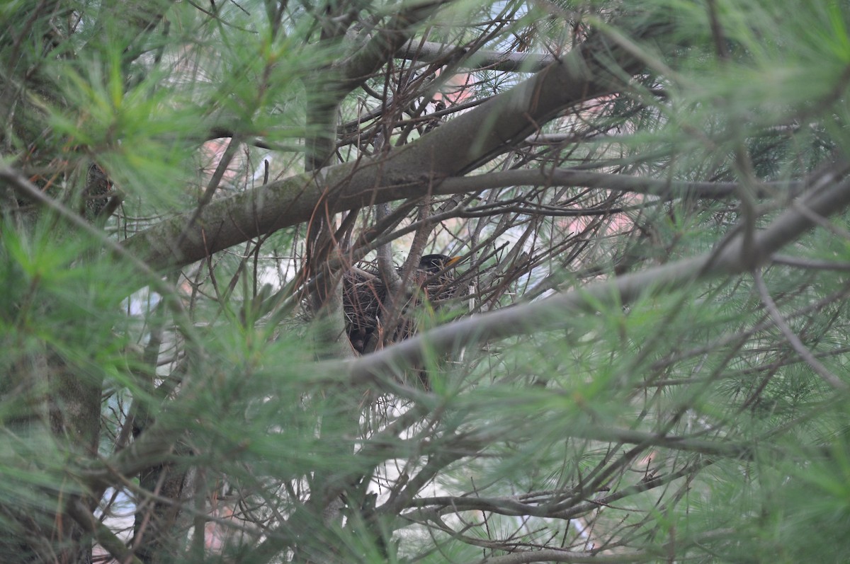 American Robin - ML618058715