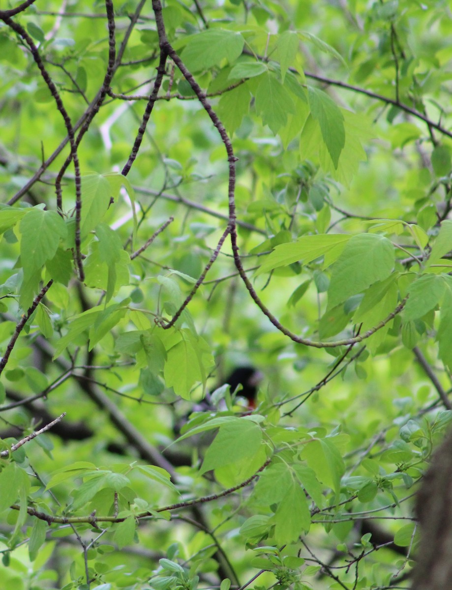 Rose-breasted Grosbeak - ML618058718