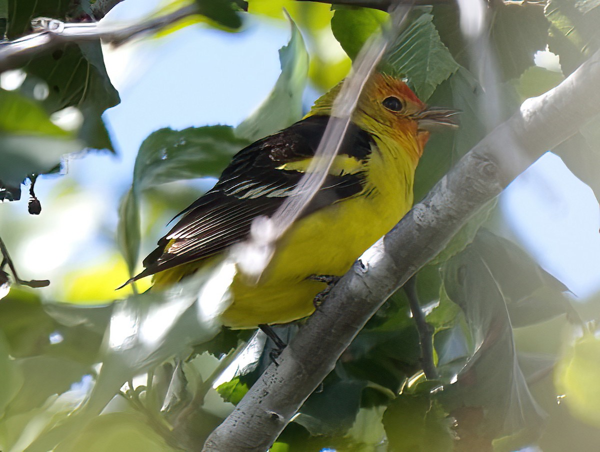 Western Tanager - DAB DAB