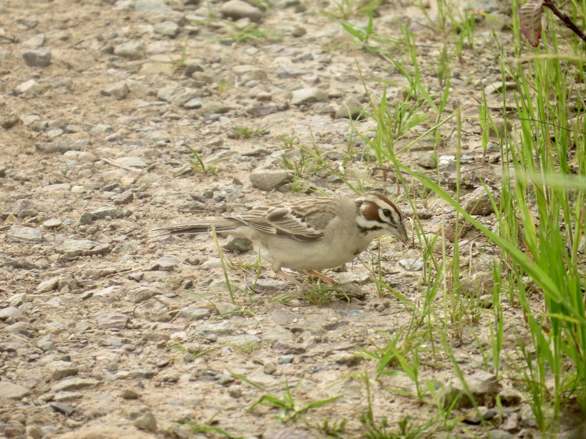 Lark Sparrow - James Leone