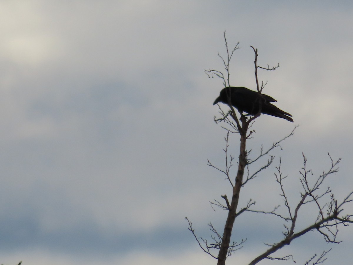 Common Raven - ML618058794