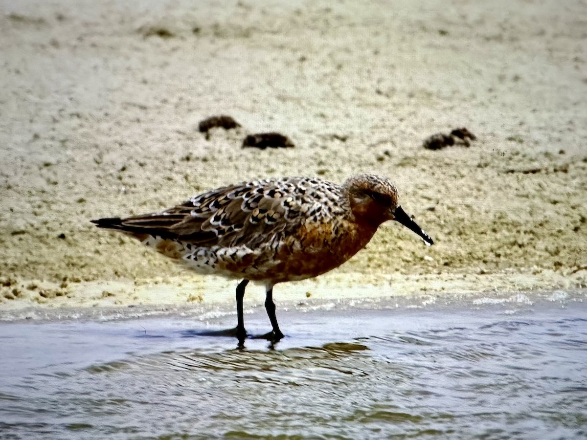 Red Knot - ML618058803
