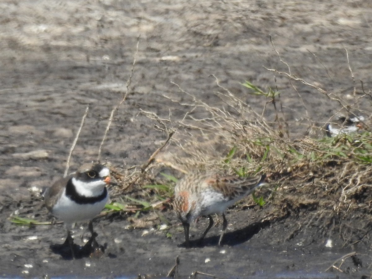 Semipalmated Plover - ML618058805