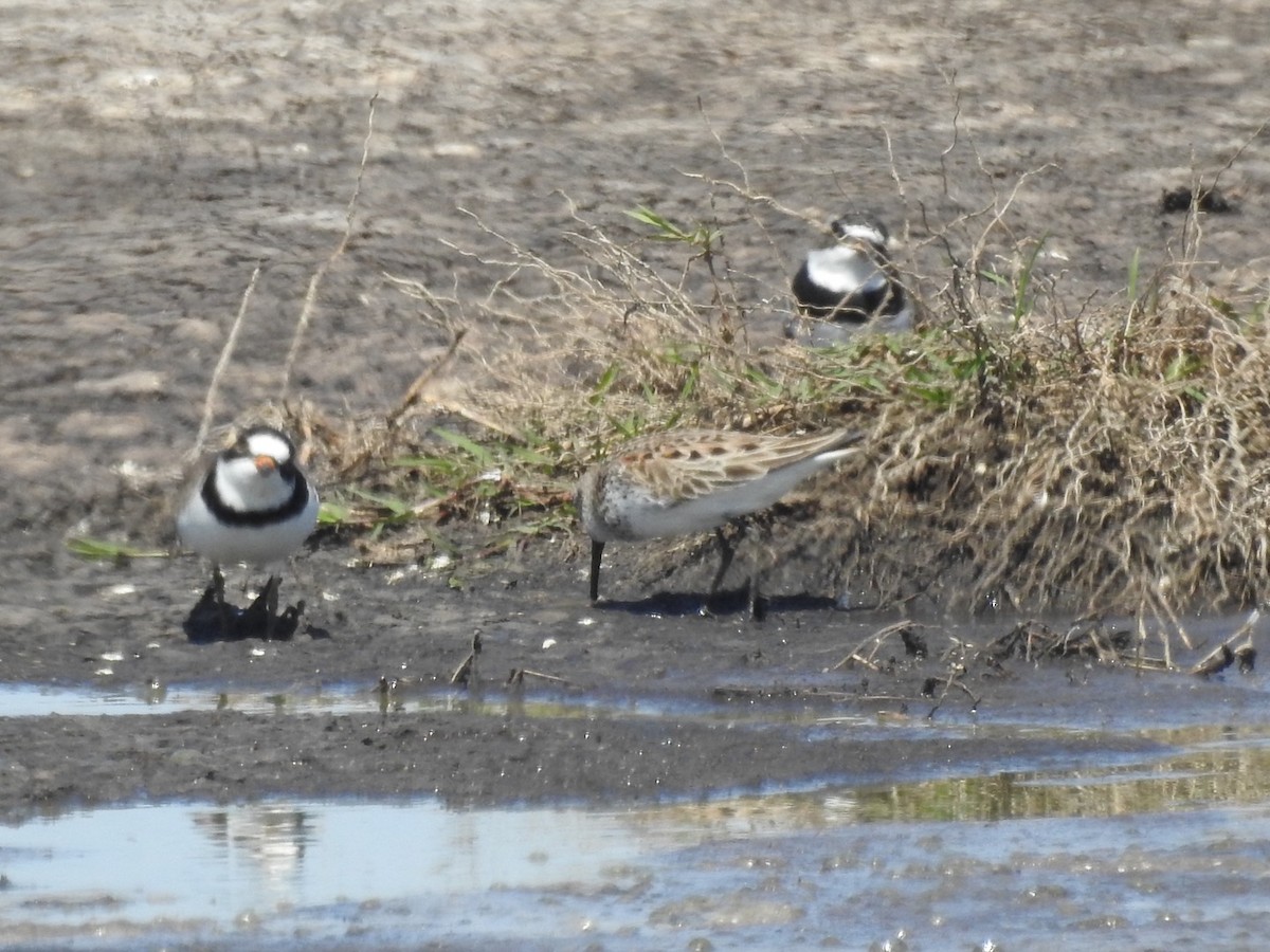 Semipalmated Plover - ML618058807