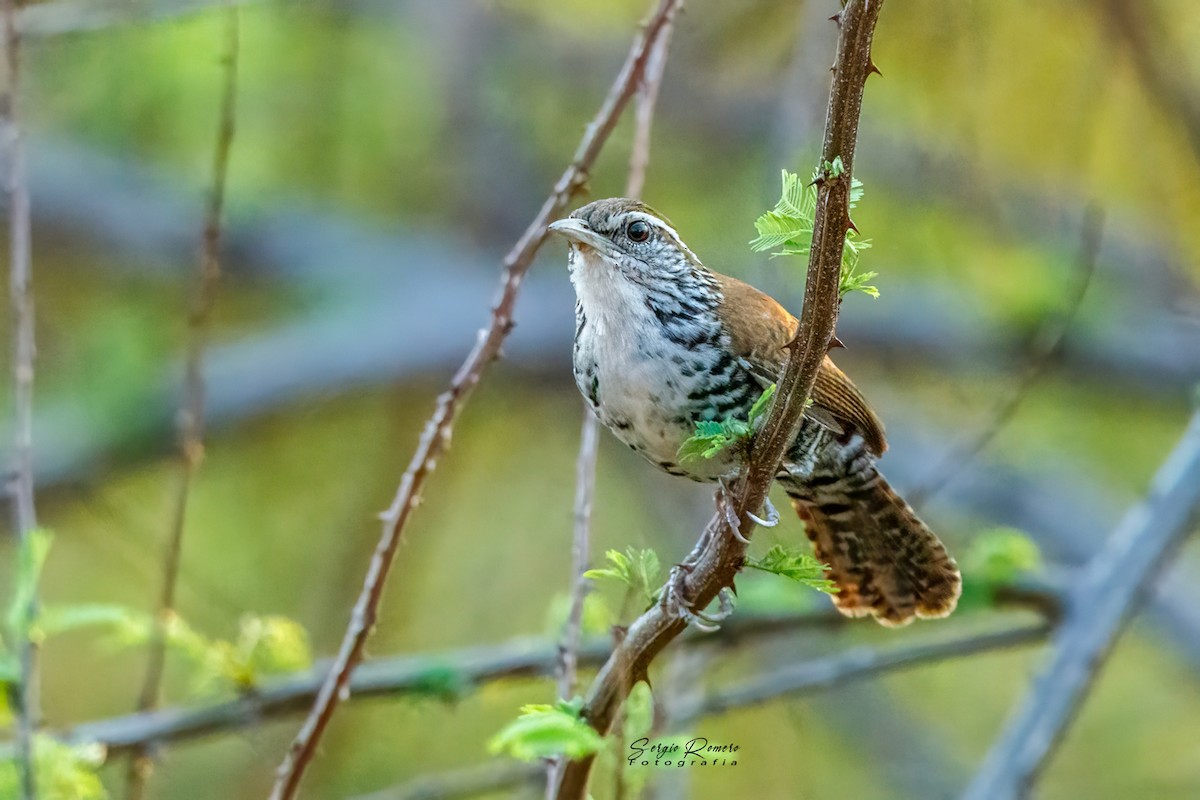 Banded Wren - ML618058825