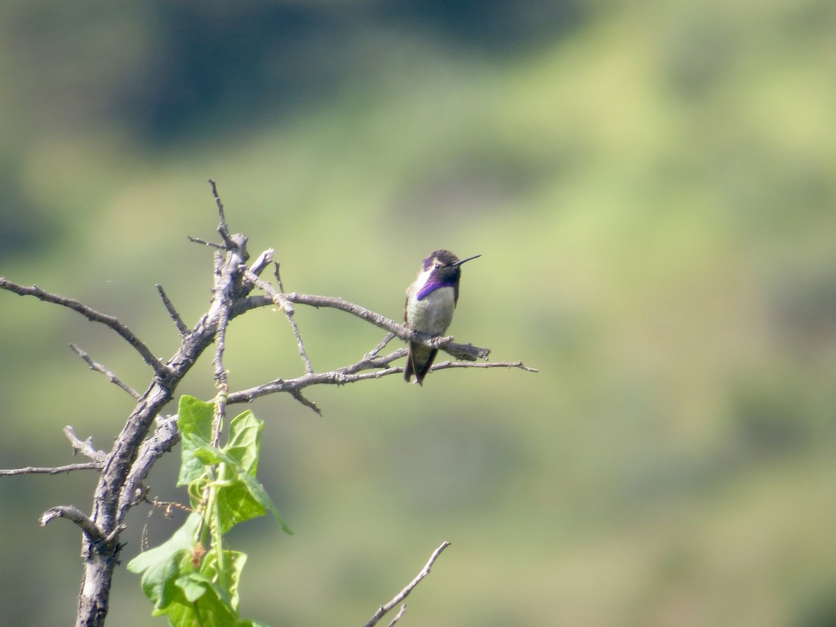 Costa's Hummingbird - ML618058829