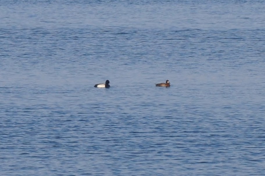 Lesser Scaup - ML618058831