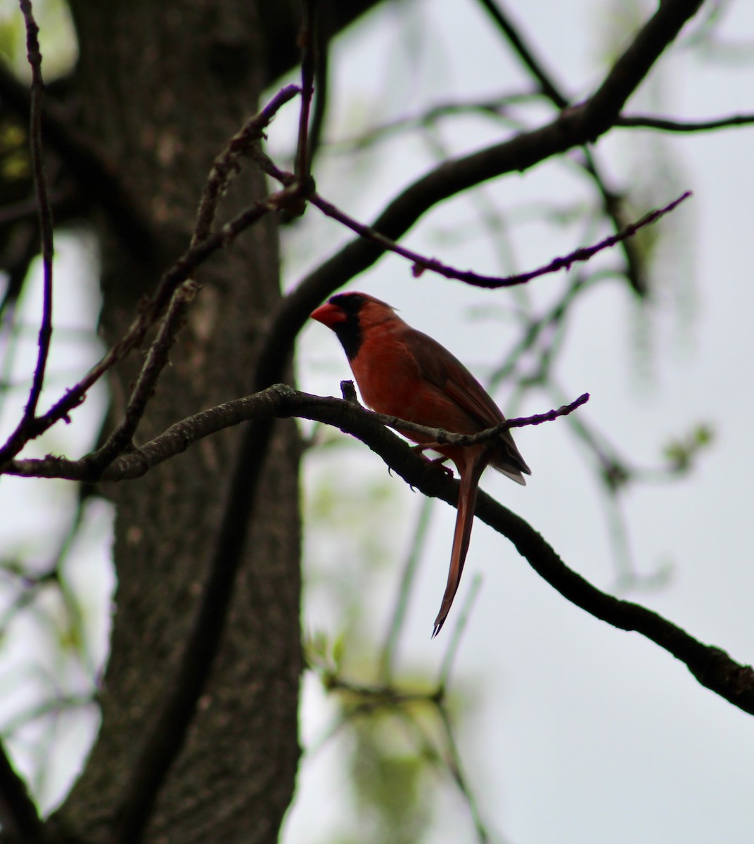 Cardinal rouge - ML618058833