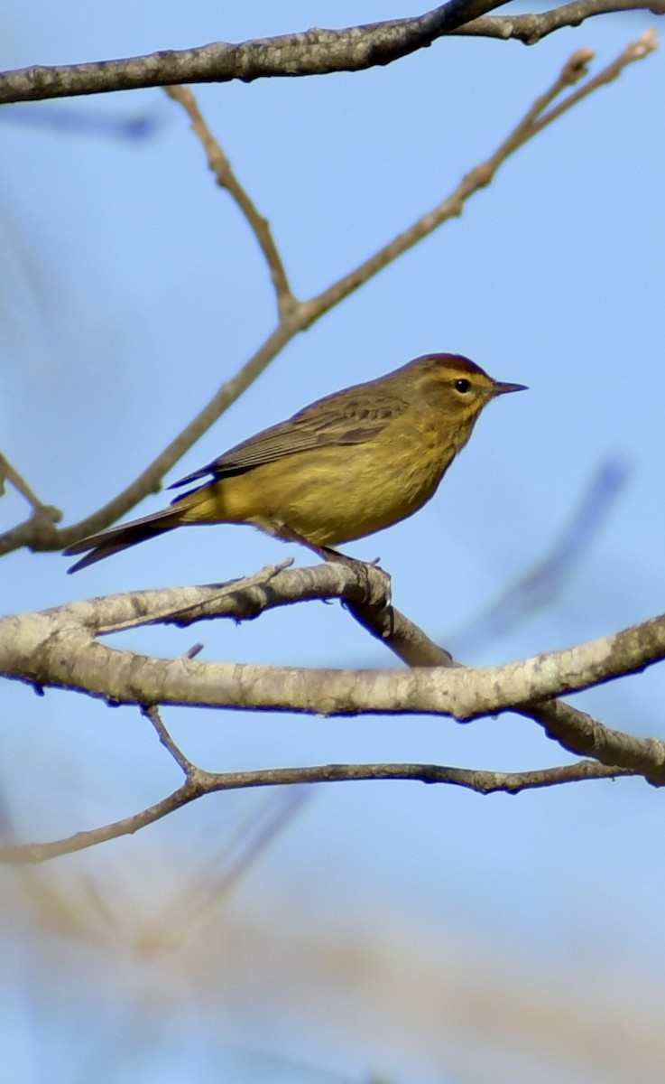 Palm Warbler - Christine Rostafin