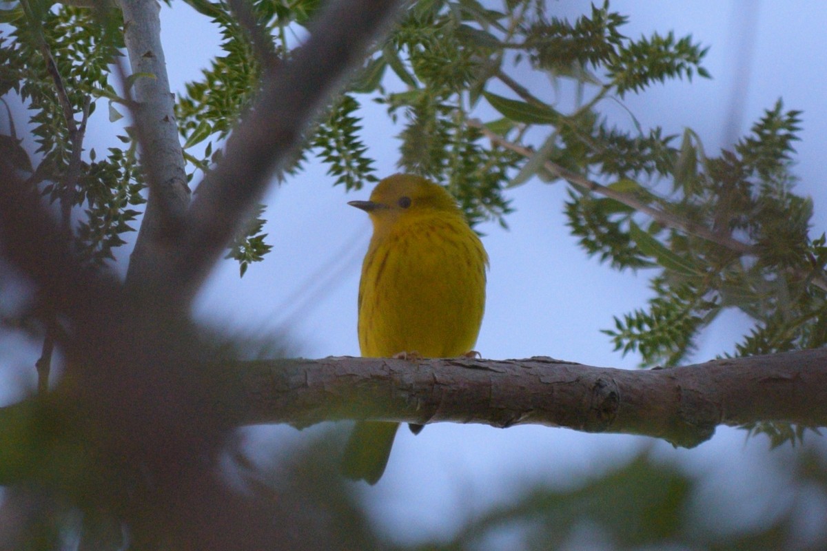 Yellow Warbler - William Harmon