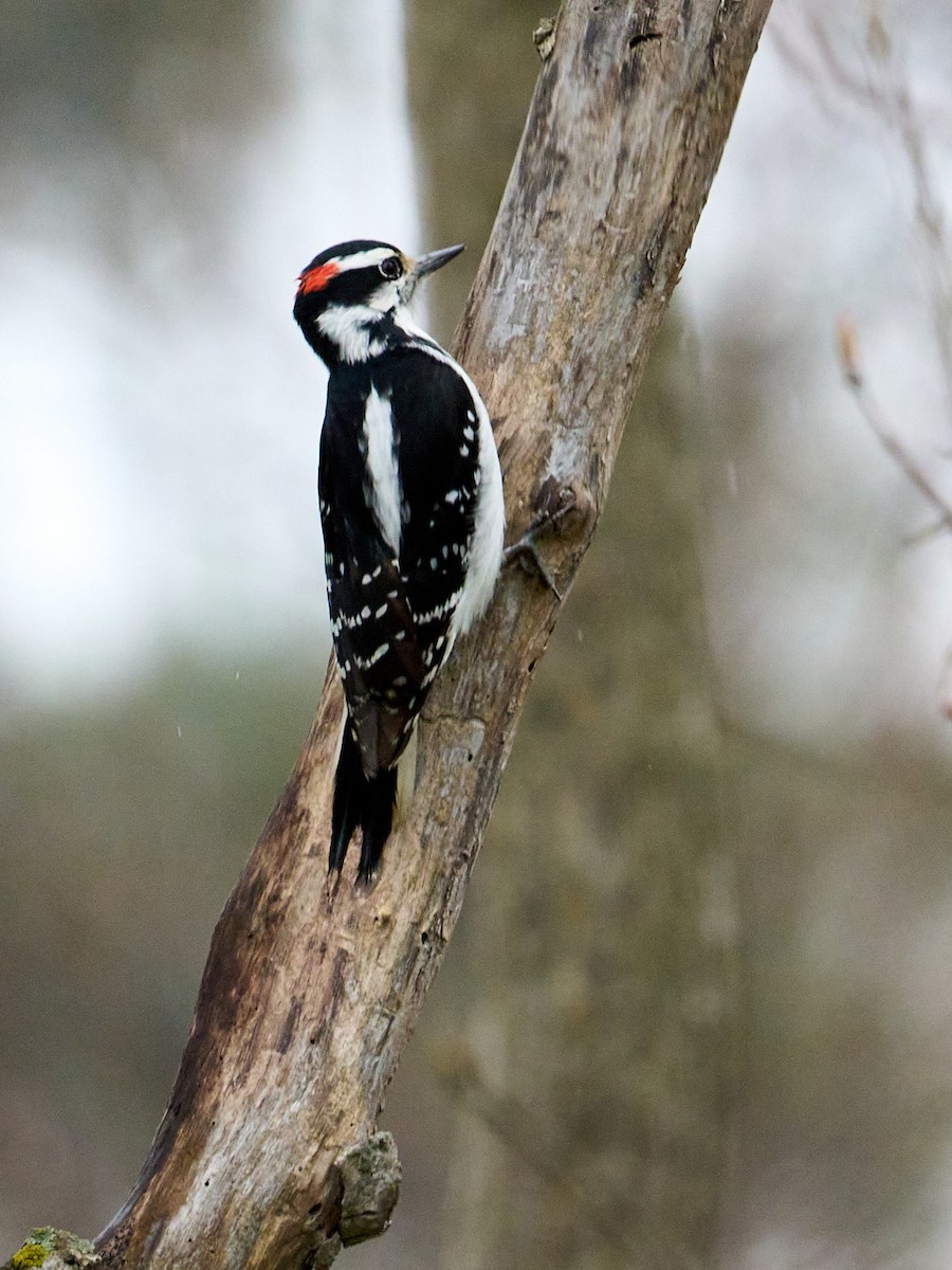 Hairy Woodpecker - ML618058850