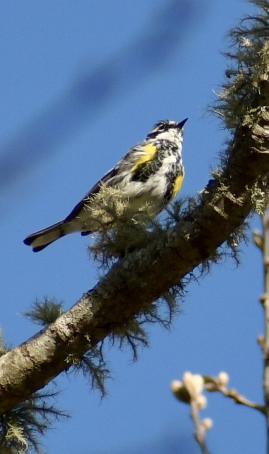 Yellow-rumped Warbler - ML618058852