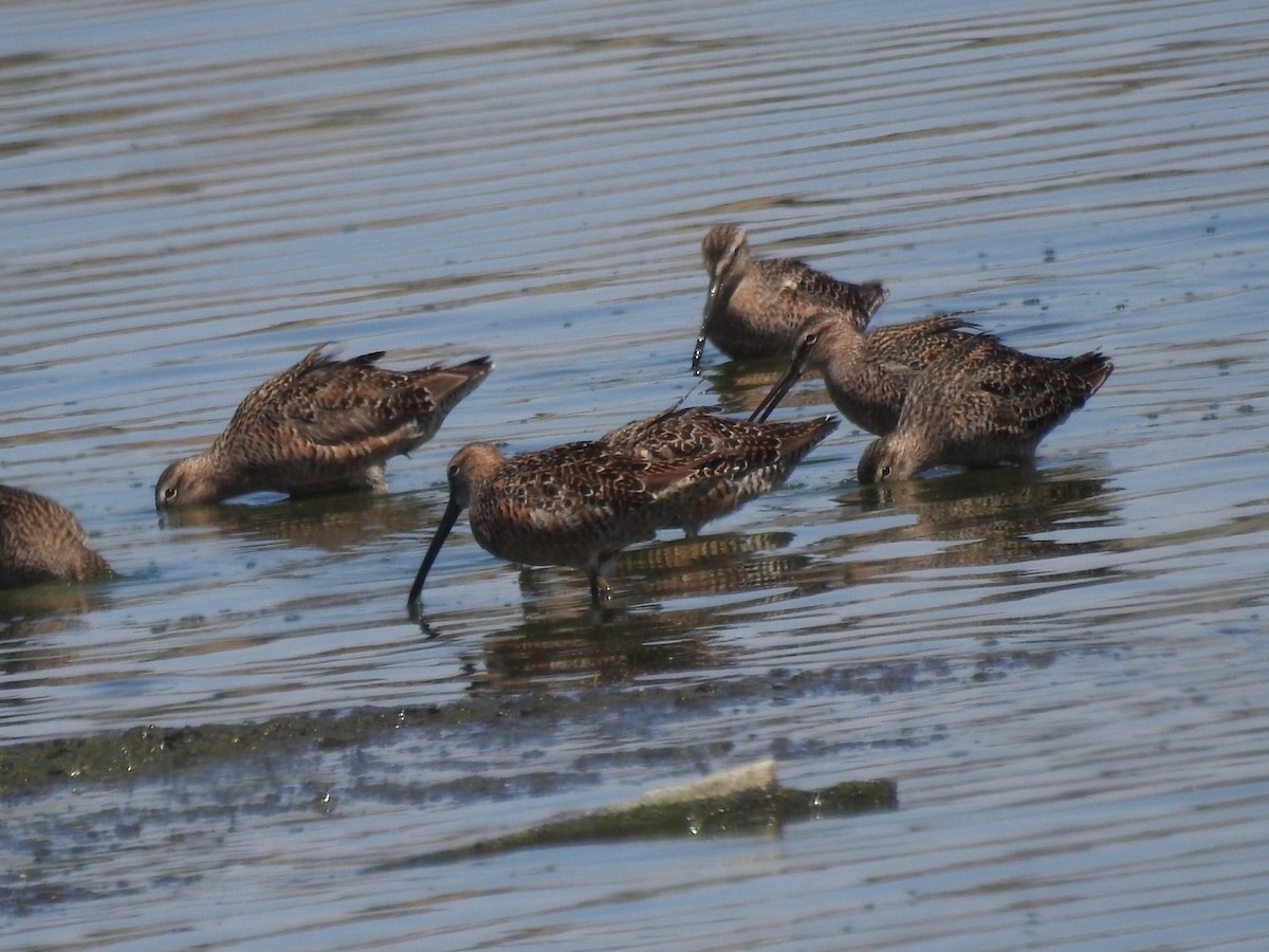 Long-billed Dowitcher - ML618058868