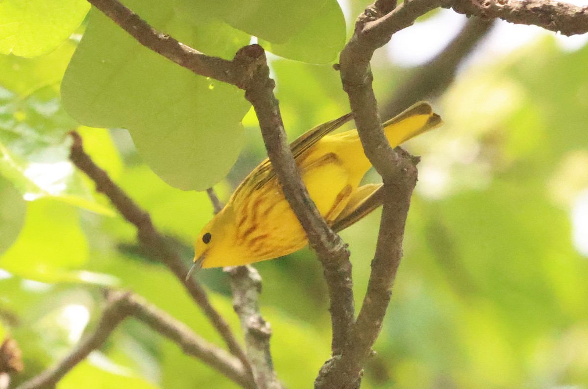 Yellow Warbler - Sarah Morris