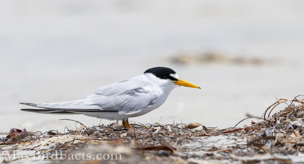 Least Tern - ML618058900