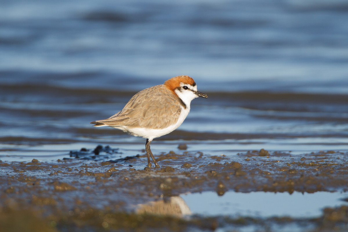 Red-capped Plover - michael todd