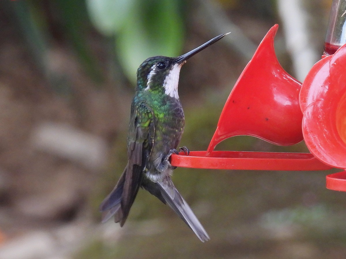 White-throated Mountain-gem - Urs Geiser