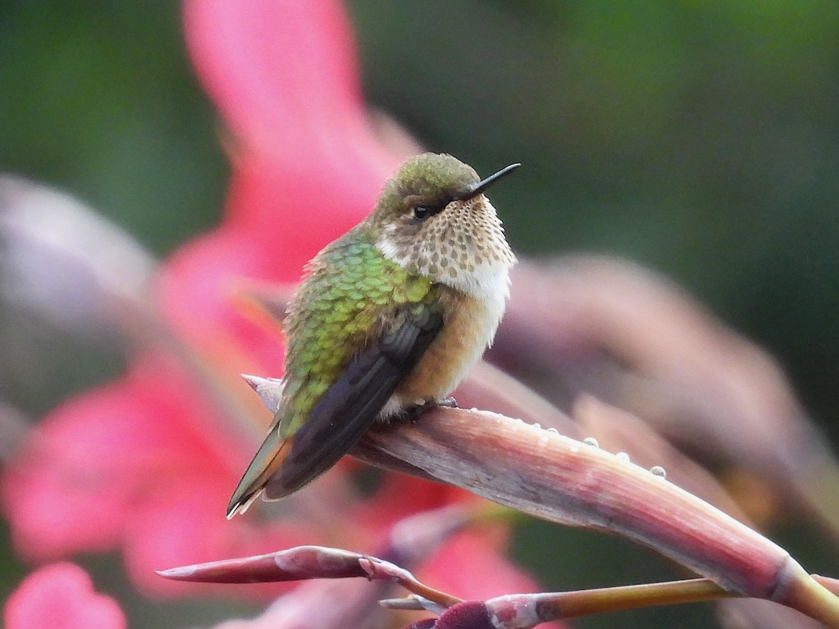 Volcano Hummingbird - Urs Geiser