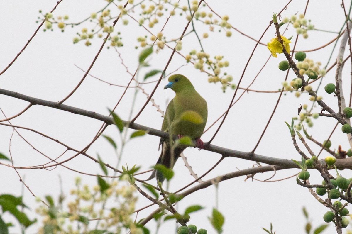 Pin-tailed Green-Pigeon - ML618058973