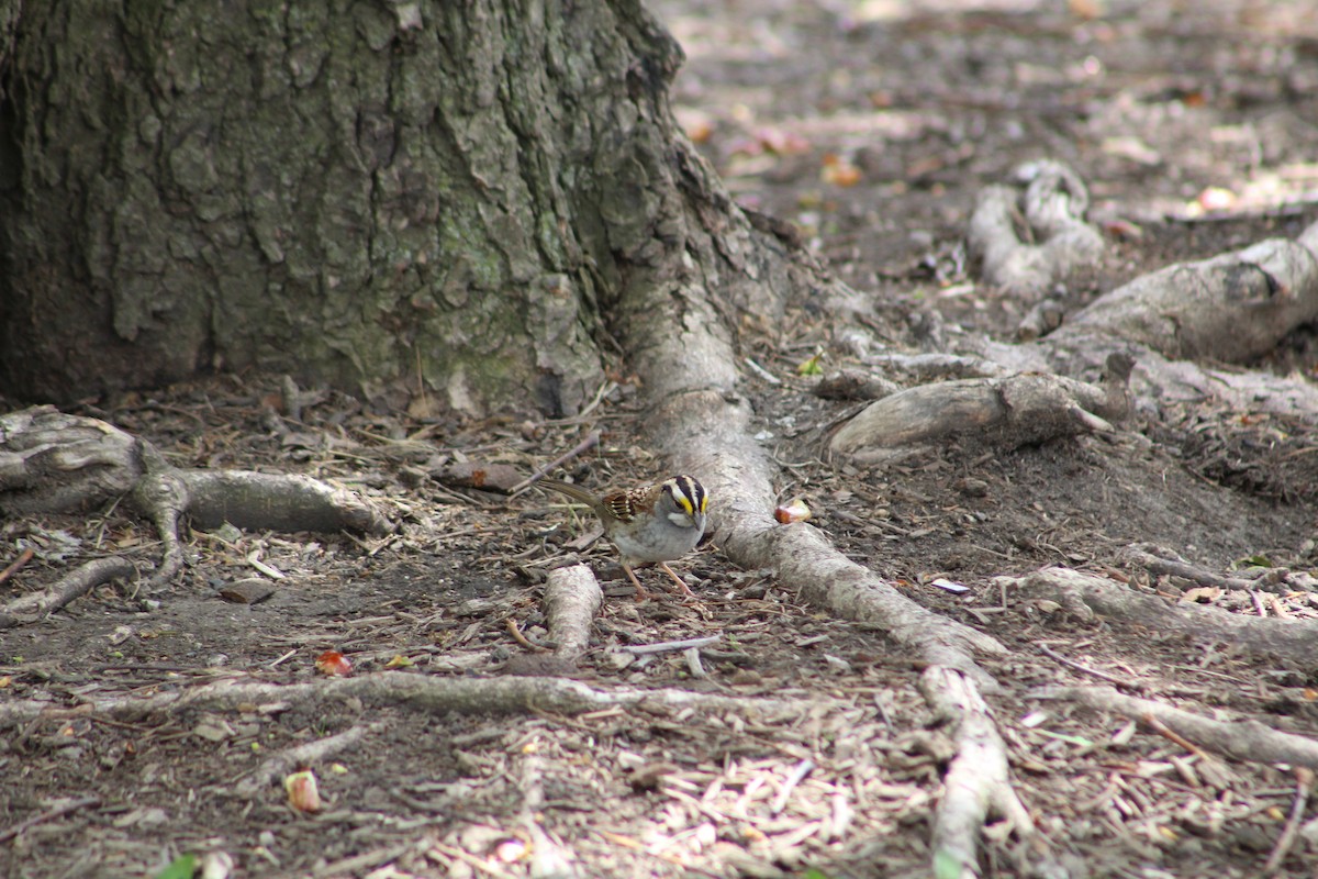 White-throated Sparrow - ML618058981