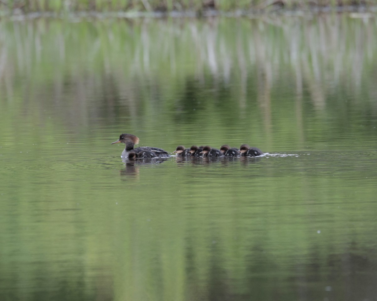 Hooded Merganser - Daniel S.