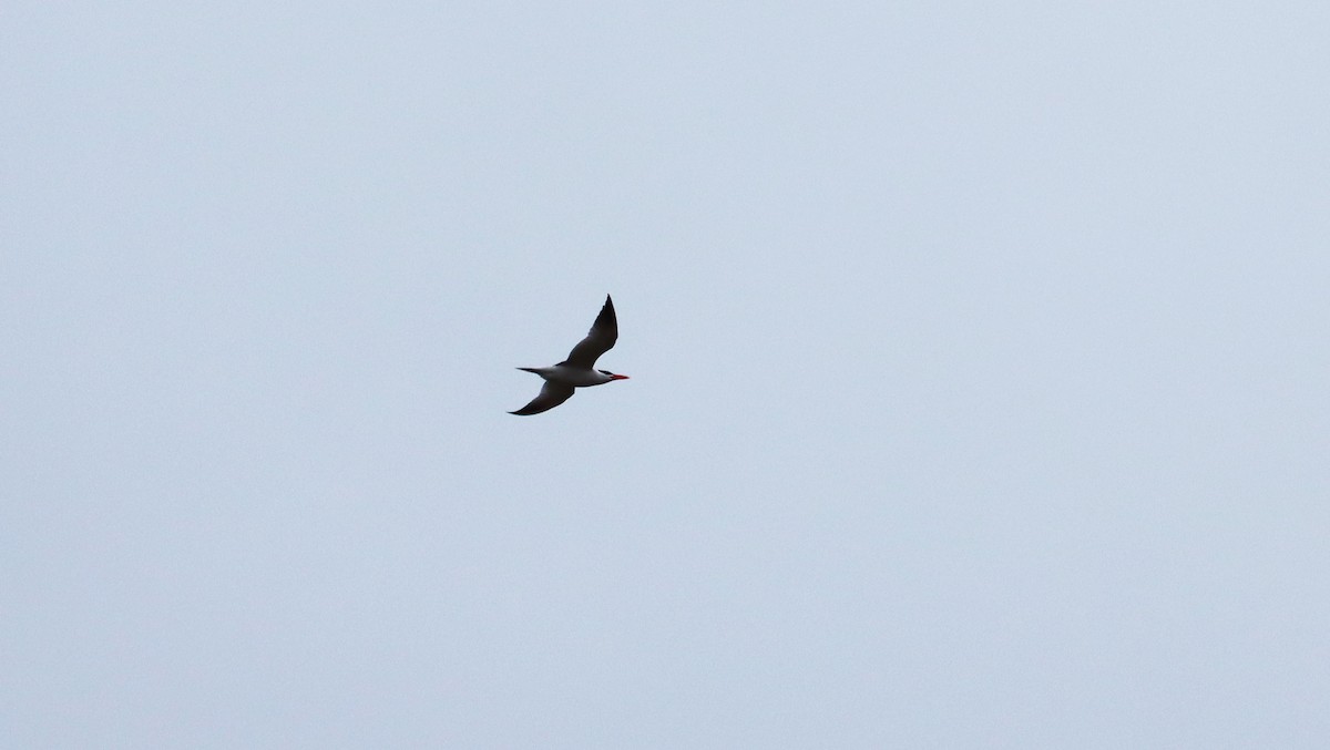 Caspian Tern - ML618059010