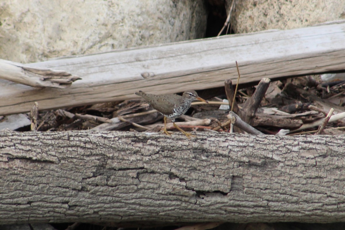 Spotted Sandpiper - ML618059048