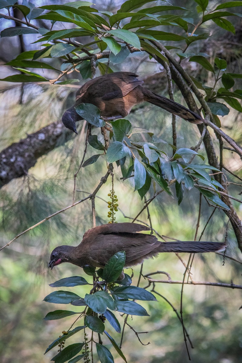 Plain Chachalaca - ML618059064