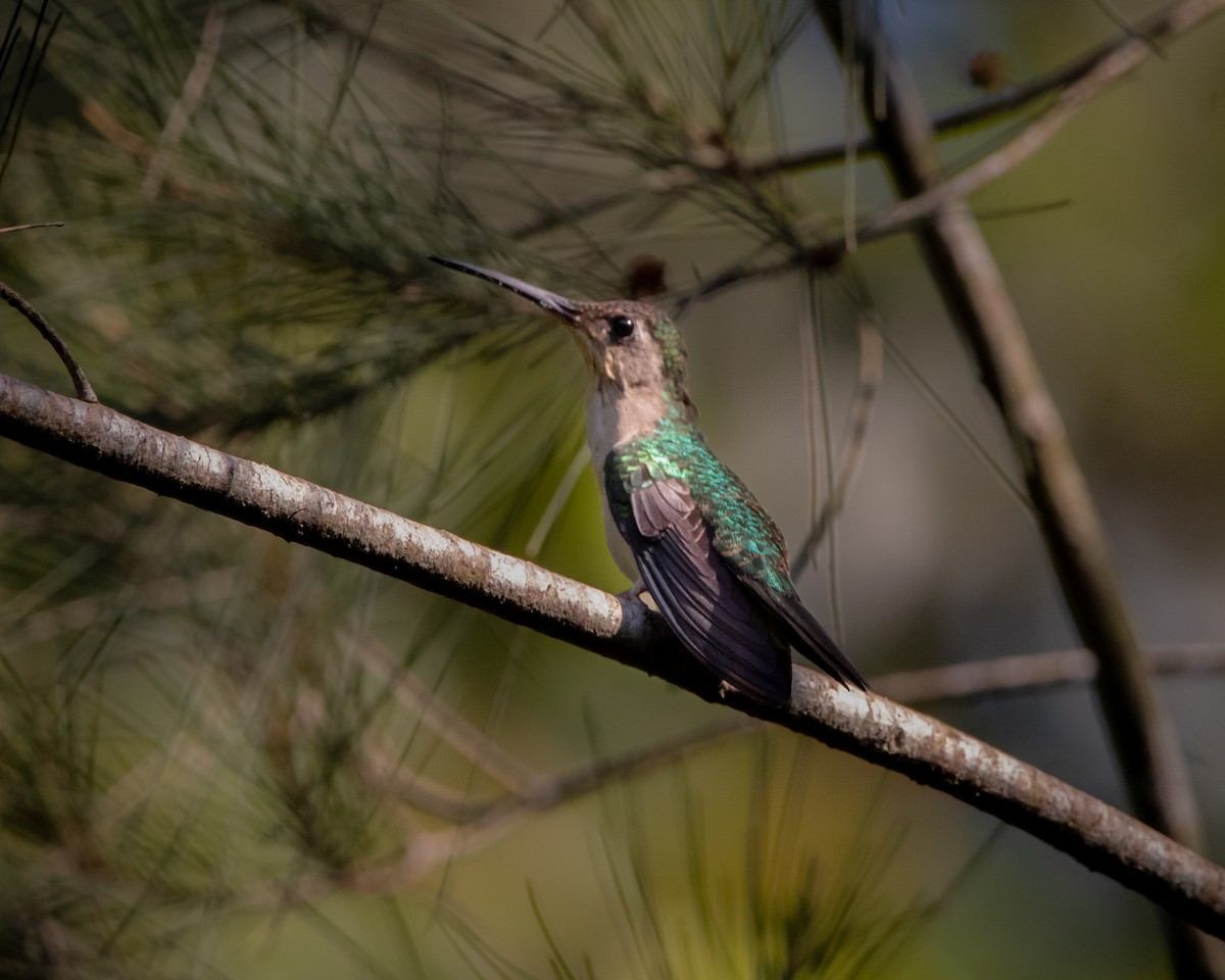 Wedge-tailed Sabrewing - ML618059067