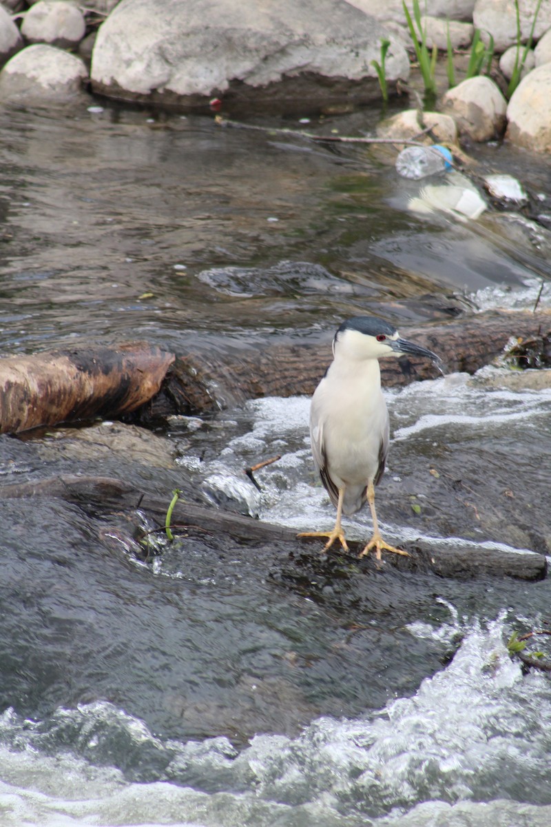 Black-crowned Night Heron - ML618059078