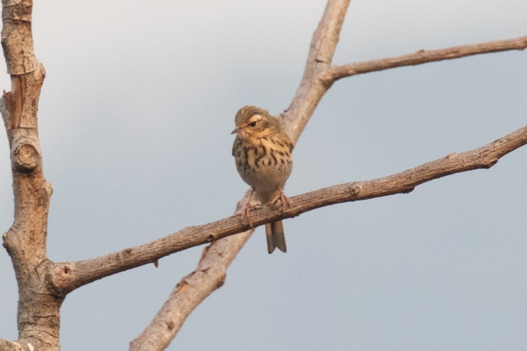 Olive-backed Pipit - ML618059083