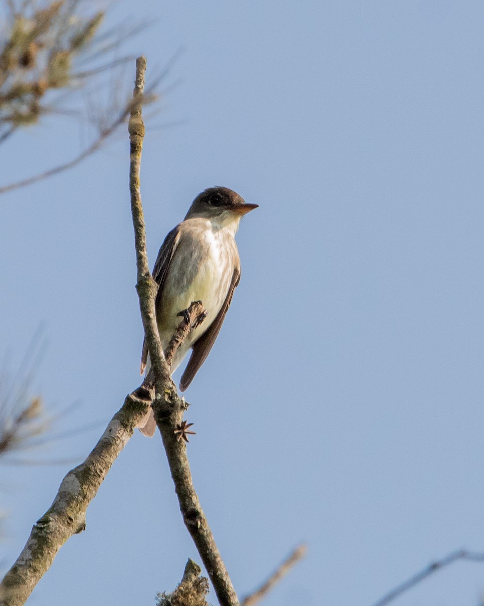 Olive-sided Flycatcher - ML618059094